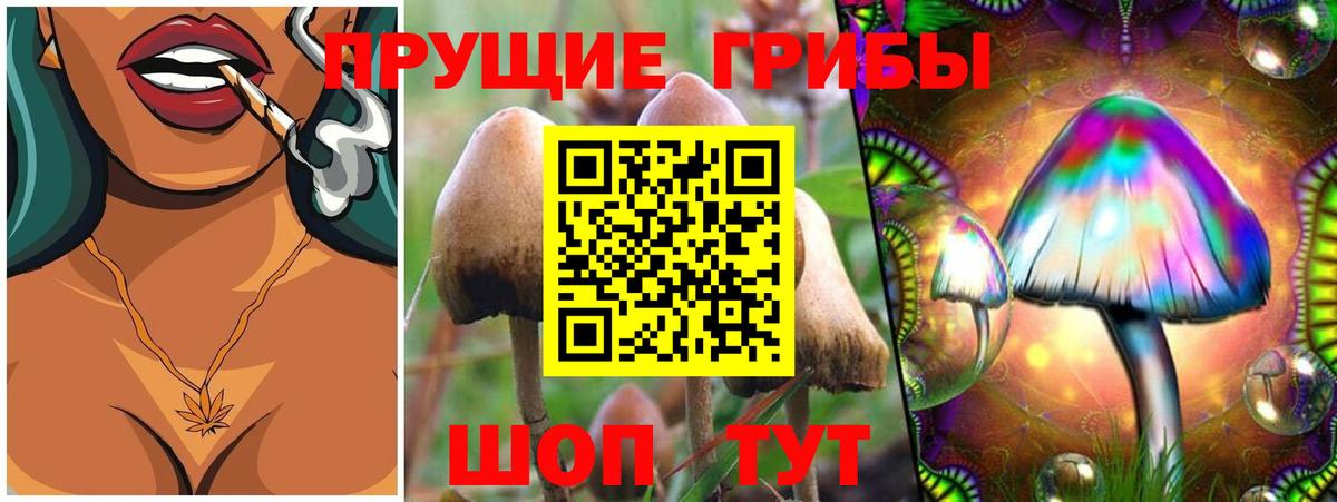 Псилоцибиновые грибы Psilocybe Чернушка